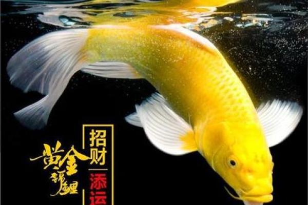 家居风水必备：招财风水鱼的风水作用