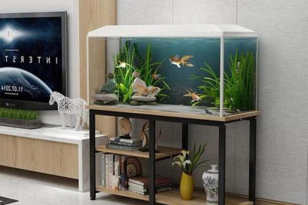 鱼缸风水：如何选对水族缸助力事业财运
