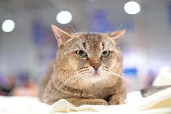为你的女猫取个独特名字，彰显她的个性魅力