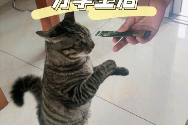 为你的女猫取个独特名字，彰显她的个性魅力