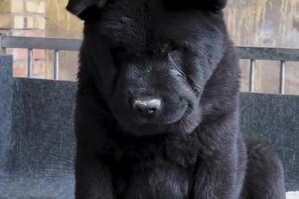 黑色犬种的名字推荐：与黑狗完美契合的选项