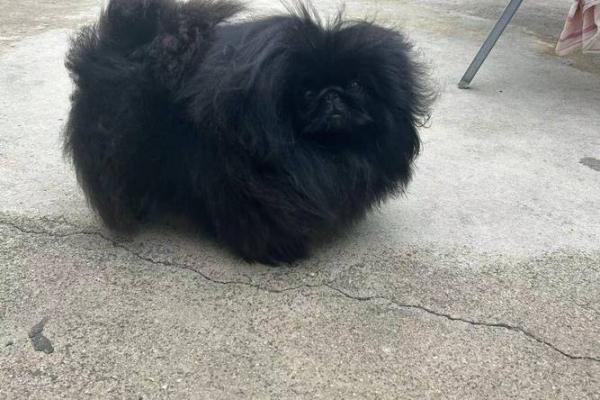 黑色犬种的名字推荐：与黑狗完美契合的选项