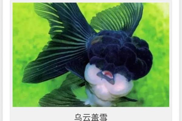 金鱼名字大全：让你的金鱼更具个性和魅力