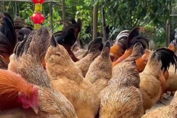 农历的鸡：你不知道的养殖技巧
