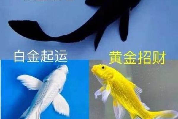 风水招财鱼的摆放与图解指南