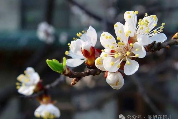 农历杏月是哪一个月？你知道吗？