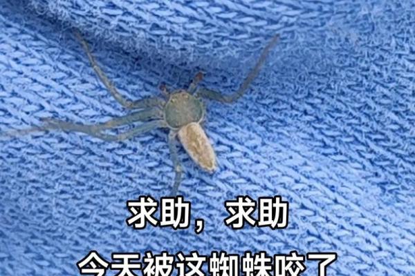 蜘蛛风水：如何利用蜘蛛带来好运