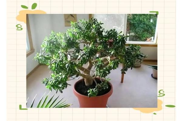 提升卧室气场的花草搭配技巧