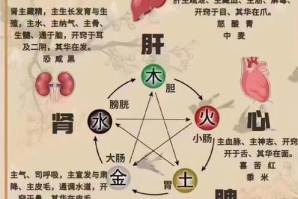 木命属相与五行相生相克的奥秘