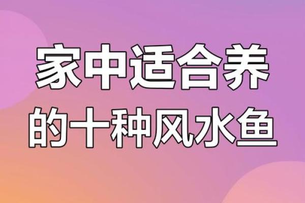 养鱼与风水：提高财运的最佳选择