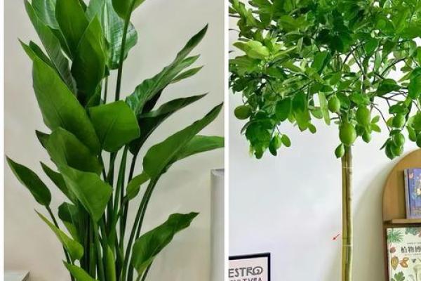 家居风水中适合养的植物推荐与摆放技巧