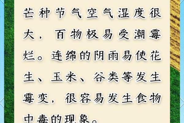 芒种节气与农田的秘密关系，你知道吗？