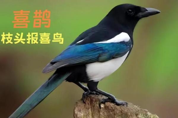 喜鹊五行属什么？探索它与运势的神秘关系