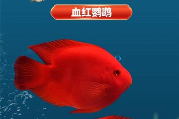 风水鱼选购指南：如何挑选招财观赏鱼