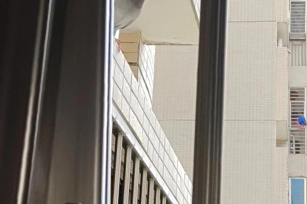 蜜蜂风水如何影响招财运势秘诀解析