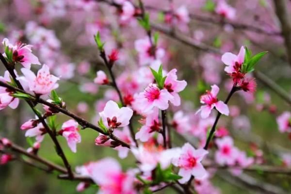 农历生的你，桃花运是不是特别好？答案在这里！