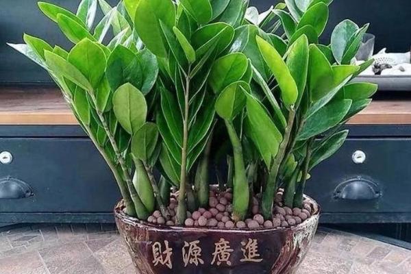 在家养这些风水植物 财运自然到