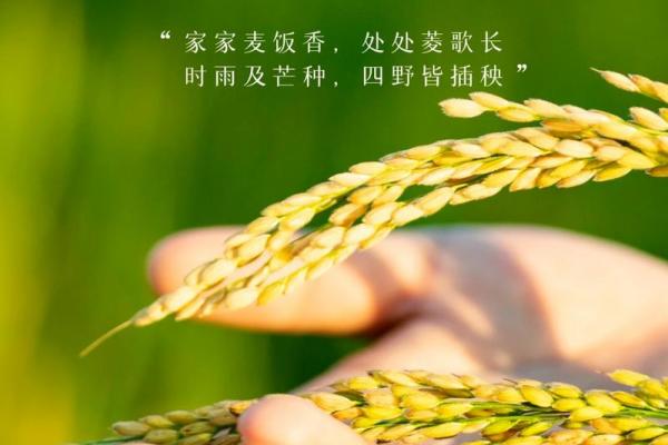 农历芒种，送走春季迎接丰收的第一步