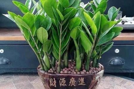 在家养这些风水植物 财运自然到